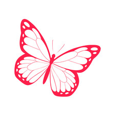 butterfly on white background