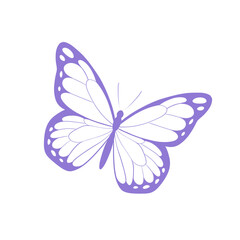 butterfly on white background