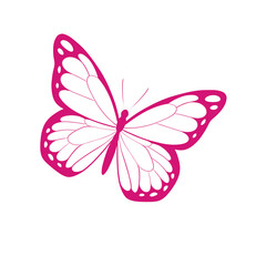 butterfly on white background