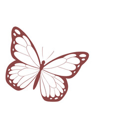 butterfly illustration