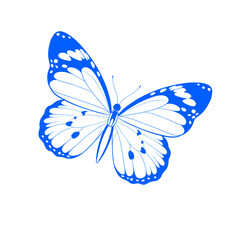 blue butterfly isolated on white