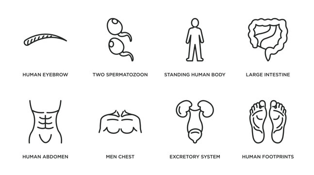 human body parts outline icons set. thin line icons such as human eyebrow, two spermatozoon, standing human body, large intestine, abdomen, men chest, excretory system, footprints vector.
