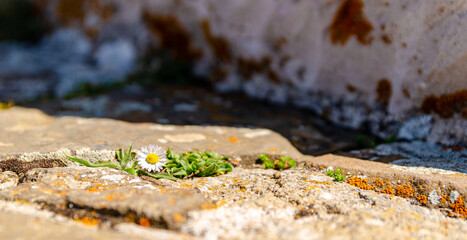 Detail of a yellow wildflower growing out of a crack between rocks. Beautiful daisy in bloom.