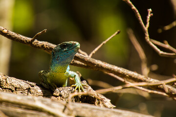 Smaragdeidechse beim Sonnenbaden im Geäst