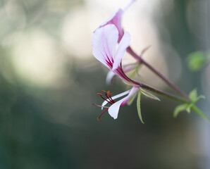 pink flower detail with bokeh