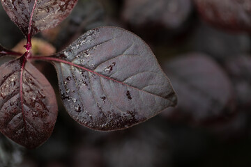 Brown leaf with water drops