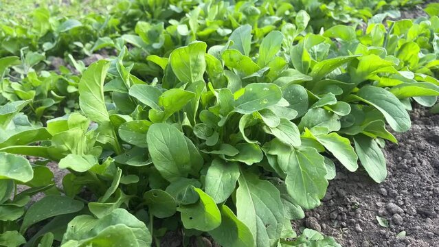 Young green leaves of arugula ruccola plant on the garden bed on a windy day. Arugula leaves tremble in the wind. Windy weather. Close up