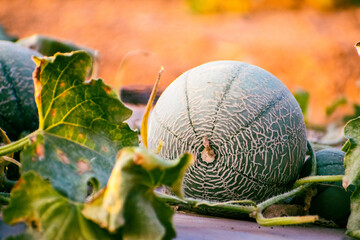 Close up of raw musk melons (Cantaloupe)on the field in the morning light.