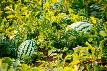 Fresh organic watermelons in the field, with morning sunlight. watermelon growing concept.