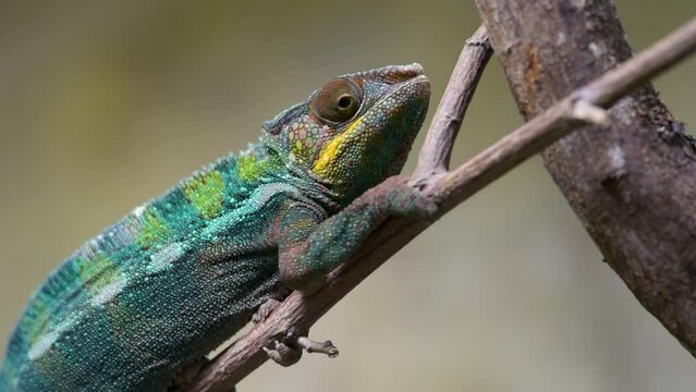view on a panther chameleon