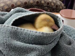 Baby duck sleeping in towel