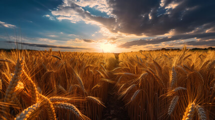 The Symphony of Growth: Cereals Reaching for the Sky. Generative AI - obrazy, fototapety, plakaty