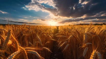 Fotobehang The Symphony of Growth: Cereals Reaching for the Sky. Generative AI © Sascha