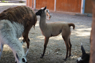 Obraz premium A baby llama standing by its mother.