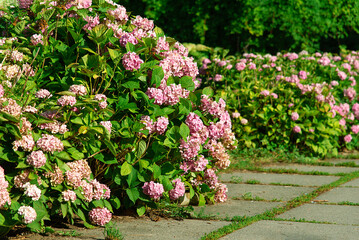 Beautiful pink Hydrangea macrophylla flower heads in the sunlight. Beautiful garden with hydrangeas	