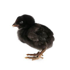 Cute little chick on white background