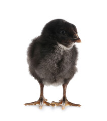 Cute little chick on white background