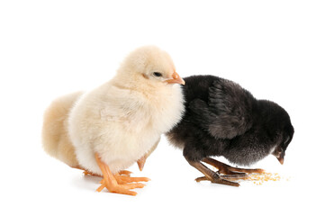 Cute little chicks on white background