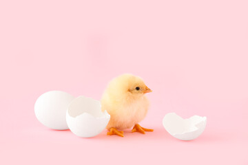 Cute little chick with egg shell on pink background