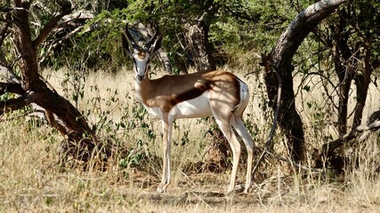 Springbock, wilde Antilopen in Namibia