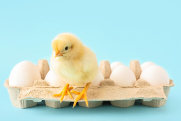 Cute little chick with eggs on blue background