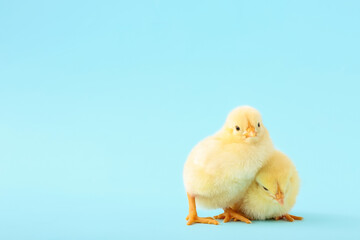 Cute little chicks on blue background