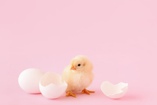 Cute little chick with egg shell on pink background