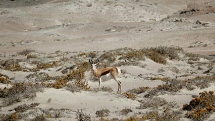 Springbock, wilde Antilopen in Namibia