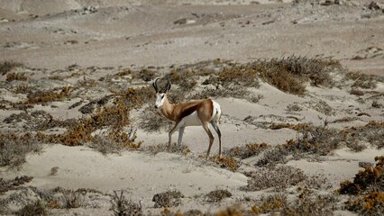 Springbock, wilde Antilopen in Namibia