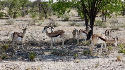 Springbock, wilde Antilopen in Namibia