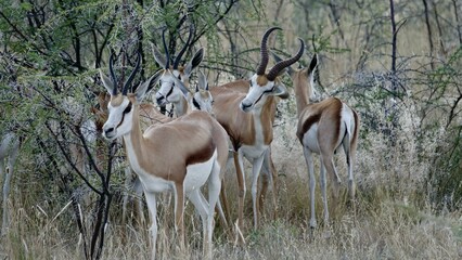 Springbock, wilde Antilopen in Namibia