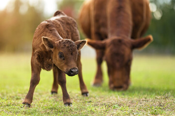 Small calf and cow are grazing in meadow. Evening grazing. Brown cows. Pets. Green grass. On farm....