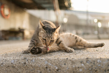 毛づくろいする猫,