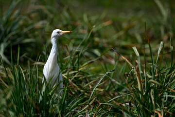 Kuhreiher // Western Cattle Egret (Bubulcus ibis) - Strofilia, Peloponnese, Greece