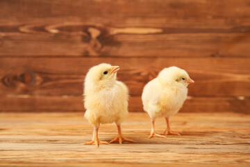 Cute little chicks on wooden background