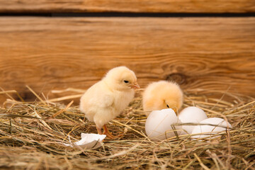 Nest with cute little chicks and egg shell on wooden background