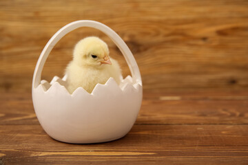 Basket with cute little chick on wooden background
