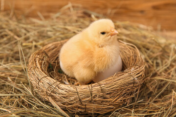 Nest with cute little chick and egg, closeup