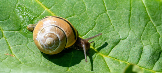 snail on leaf in the garden