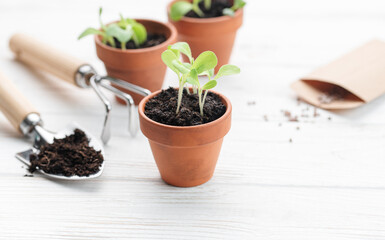 Gardening concept, planting at home