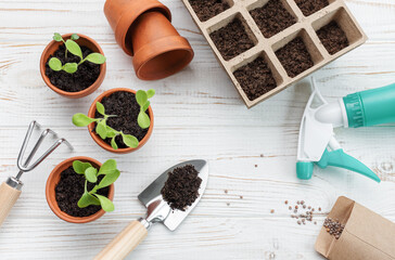 Gardening concept, planting at home