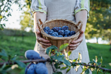 Plum harvesting in orchard. Woman holding basket with fresh picked plums. Homegrown fruit produce