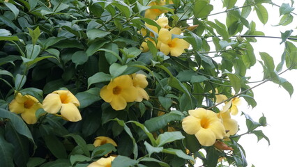 golden trumpet flower (alamanda) is a beautiful and poisonous ornamental plant