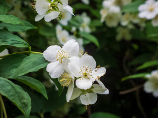 Close-up photo of white jasmine flowers