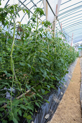 ビニールハウスでのトマト栽培