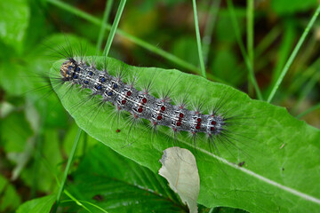 caterpillar on green leaf isolated, close up
