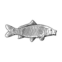 Carp isolated on white. Vector sketch. Hand-drawn illustration. 