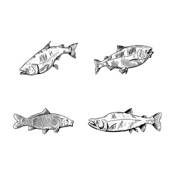 Set of fish. Vector illustrations. Isolated objects on a white backgroun. Hand-drawn style.