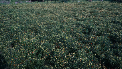 chili fields that thrive and bear much fruit