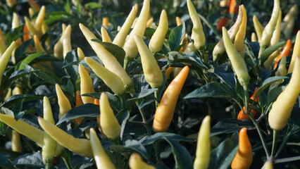 close up of chilies, farmer's chili trees bear lots of fruit and fresh chilies without disease